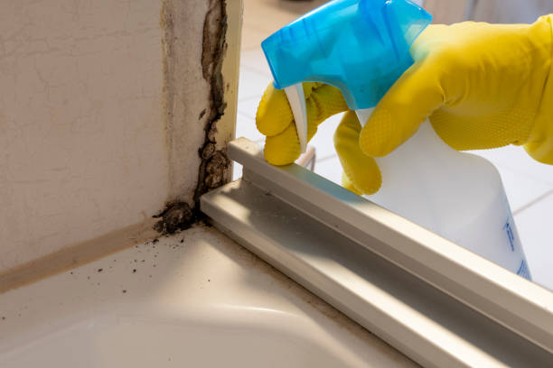 Best Mold Prevention Services  in USA